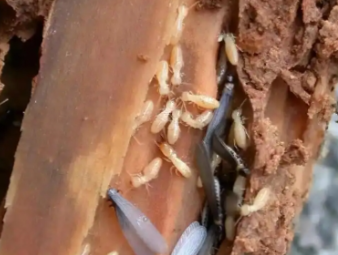 绍兴白蚁防治公司分享夏季高温高湿，读懂白蚁分飞的底层逻辑与家庭防护方案